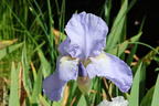 Mittelhohe Bart-Iris 'Morgendämmerung' - Iris x barbata-media 'Morgendämmerung'