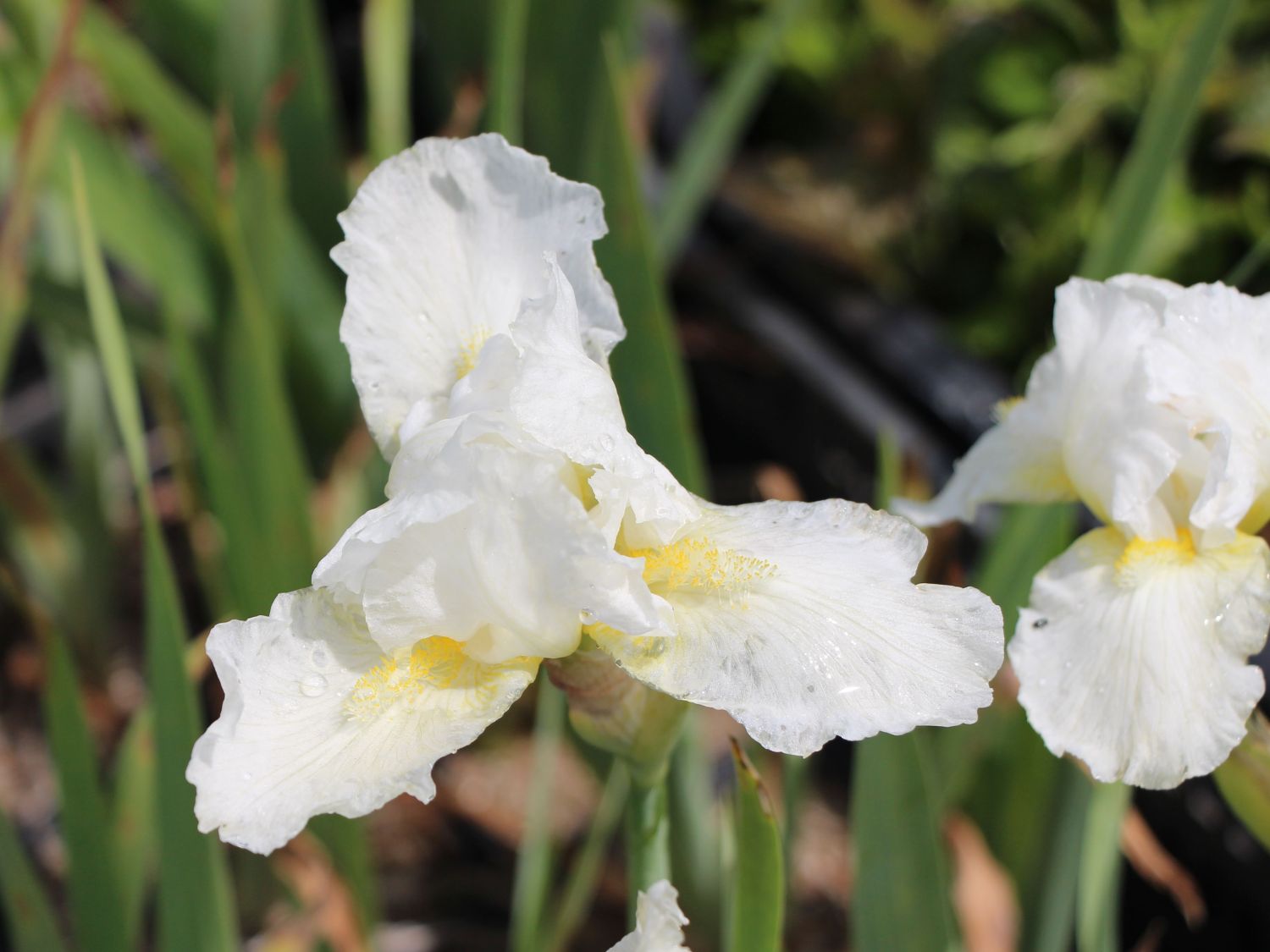 Mittelhohe Schwertlilie 'Avanelle'