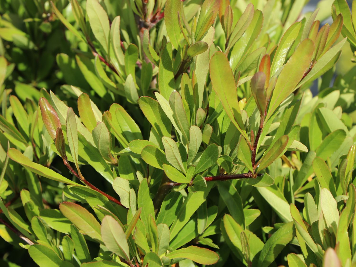 Mittelmeer-Feuerdorn 'Red Star' ® - Pyracantha coccinea 'Red Star' ®