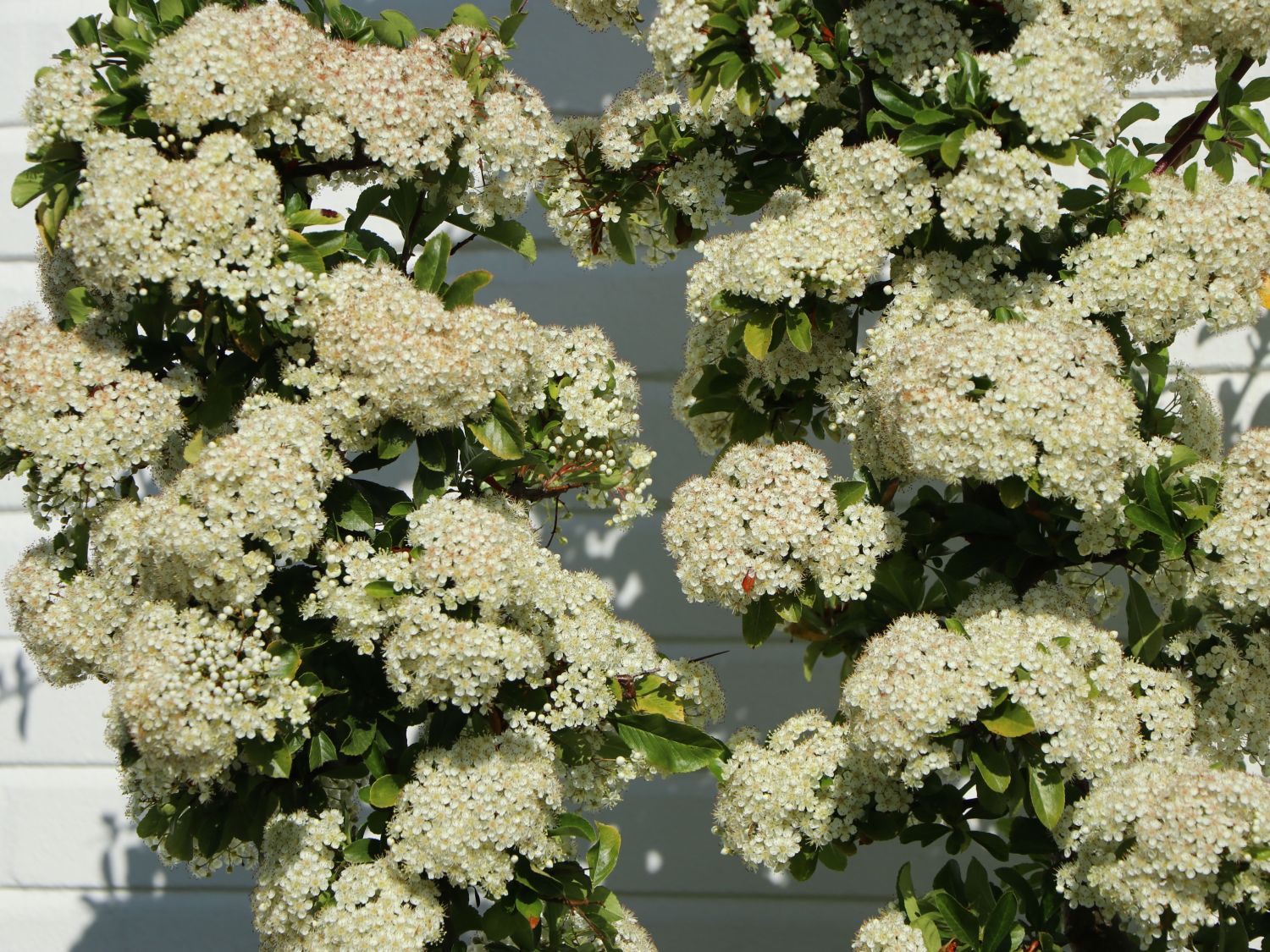 Mittelmeer-Feuerdorn 'Red Star' ® - Pyracantha coccinea 'Red Star' ®