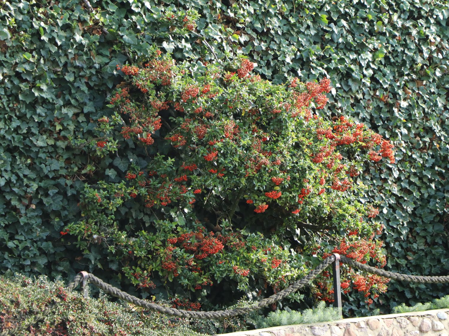 Mittelmeer-Feuerdorn 'Red Star' ® - Pyracantha coccinea 'Red Star' ®