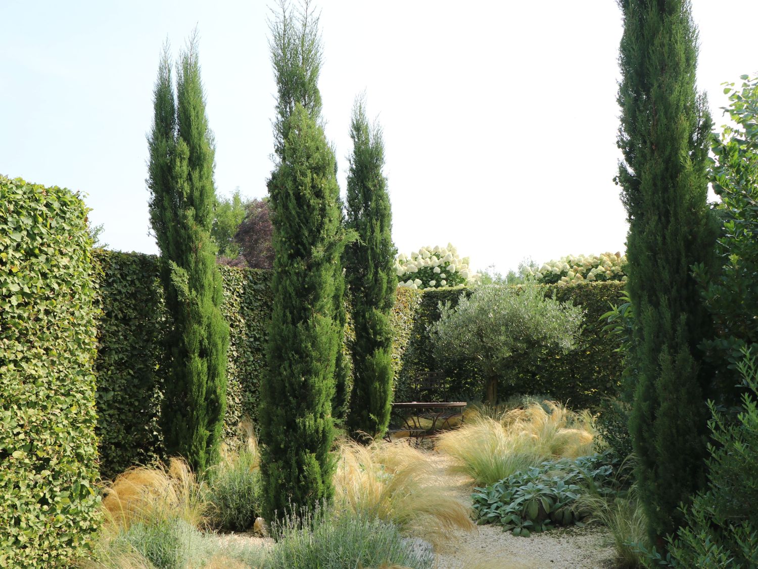 Mittelmeer-Zypresse - Cupressus sempervirens