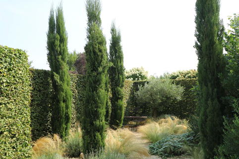 Mittelmeer-Zypresse - Cupressus sempervirens