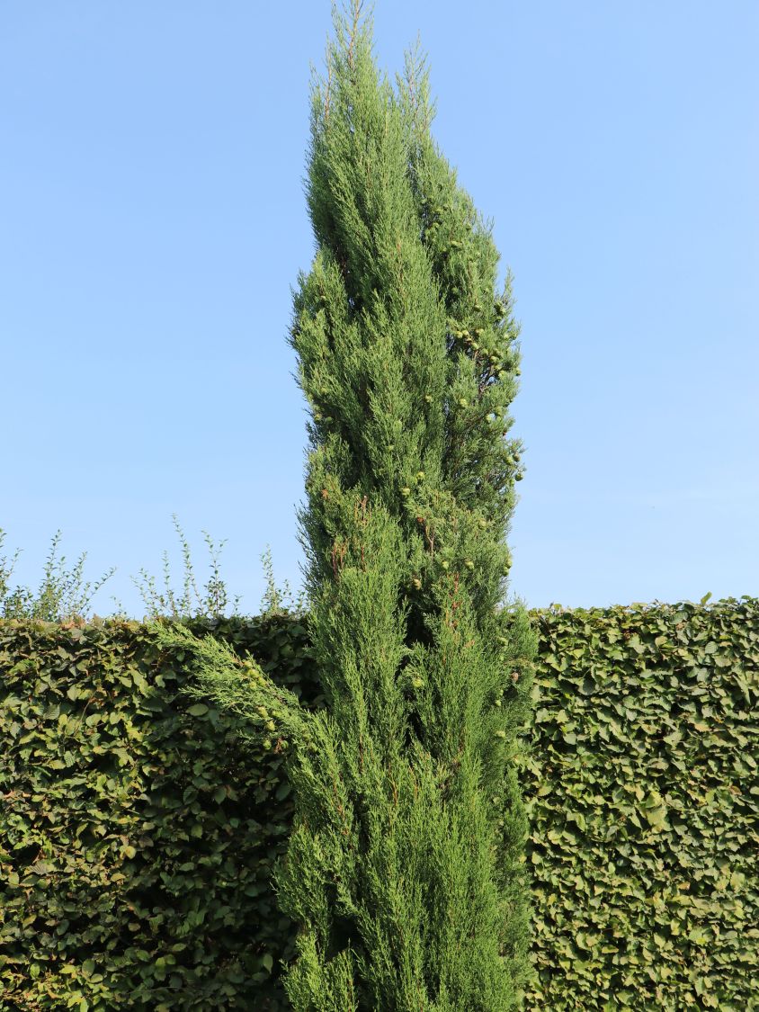 Mittelmeer-Zypresse - Cupressus sempervirens