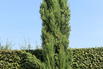 Mittelmeer-Zypresse - Cupressus sempervirens