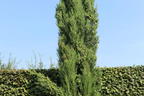 Mittelmeer-Zypresse - Cupressus sempervirens