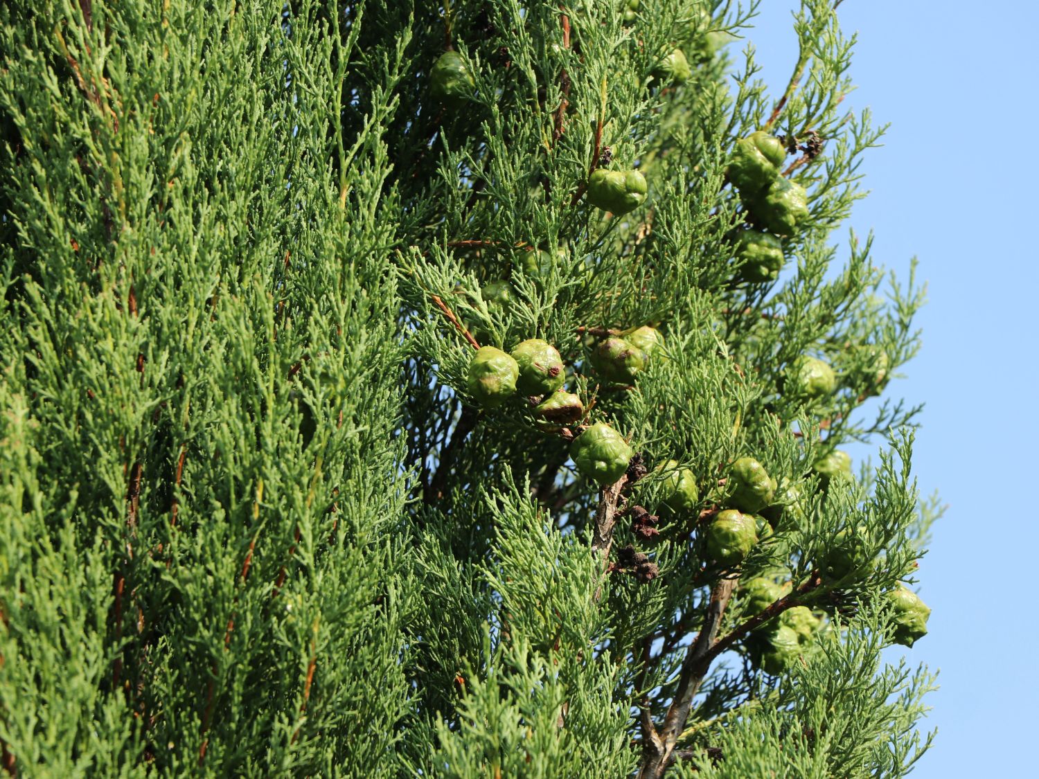 Mittelmeer-Zypresse - Cupressus sempervirens