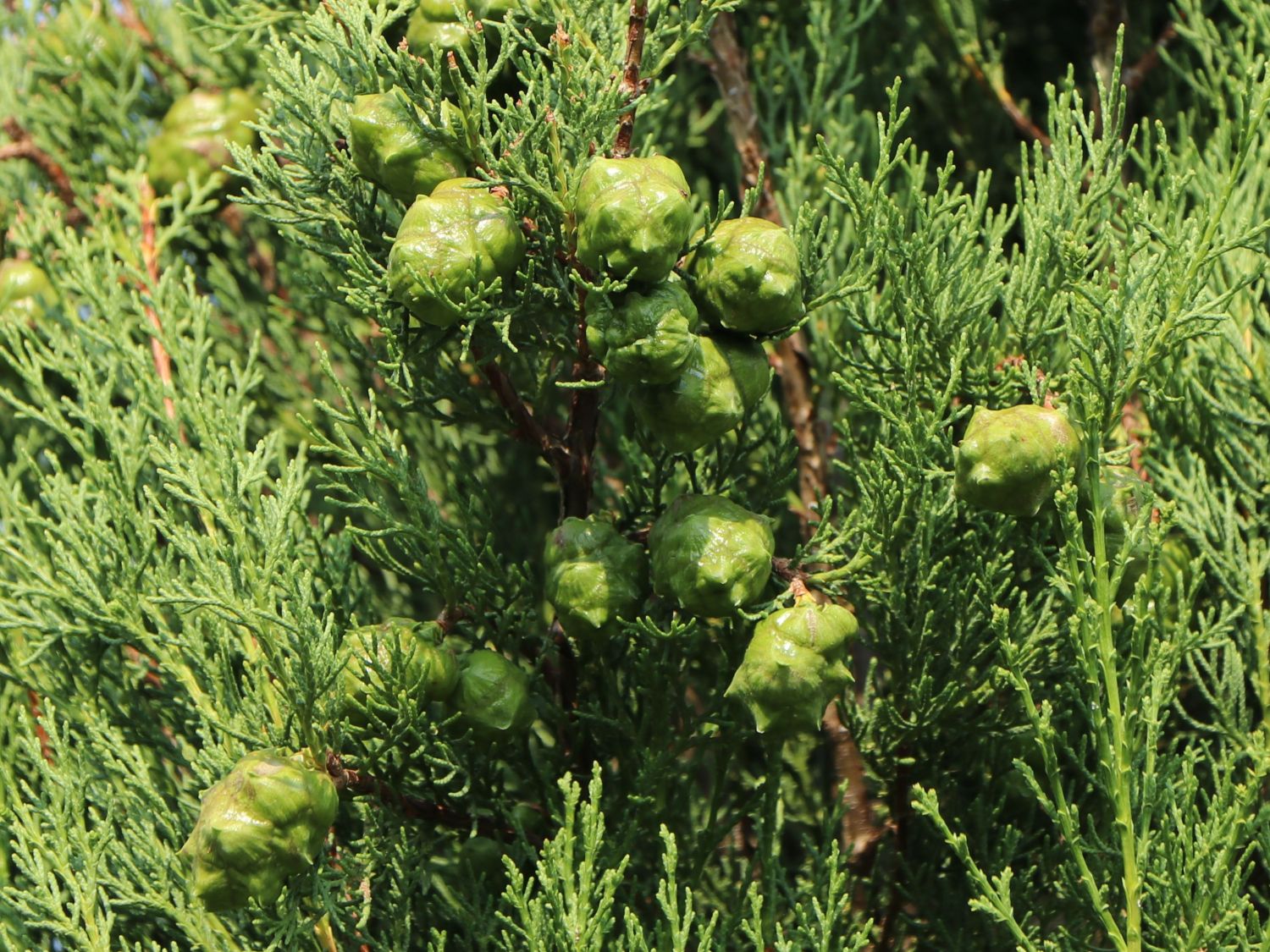 Mittelmeer-Zypresse - Cupressus sempervirens