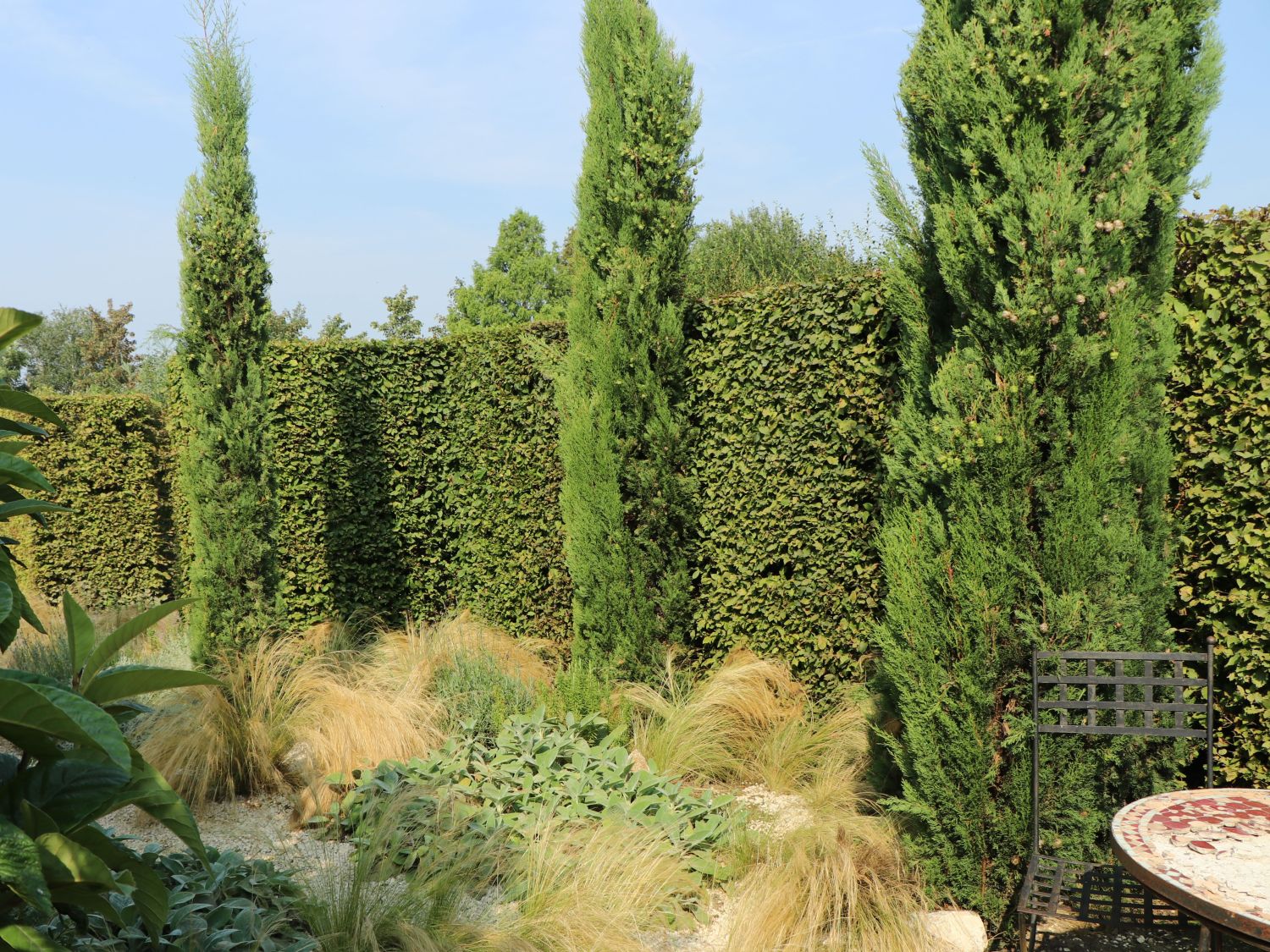 Mittelmeer-Zypresse - Cupressus sempervirens