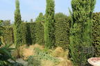 Mittelmeer-Zypresse - Cupressus sempervirens