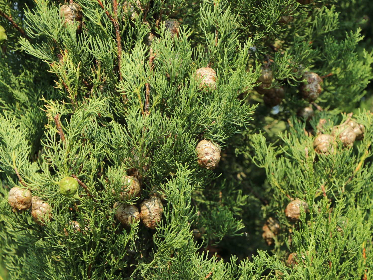Mittelmeer-Zypresse - Cupressus sempervirens