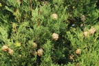 Mittelmeer-Zypresse - Cupressus sempervirens
