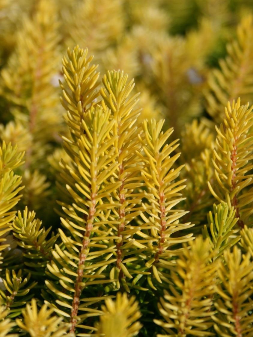 Cornwall-Heide 'Valerie Proudley' - Erica vagans 'Valerie Proudley'