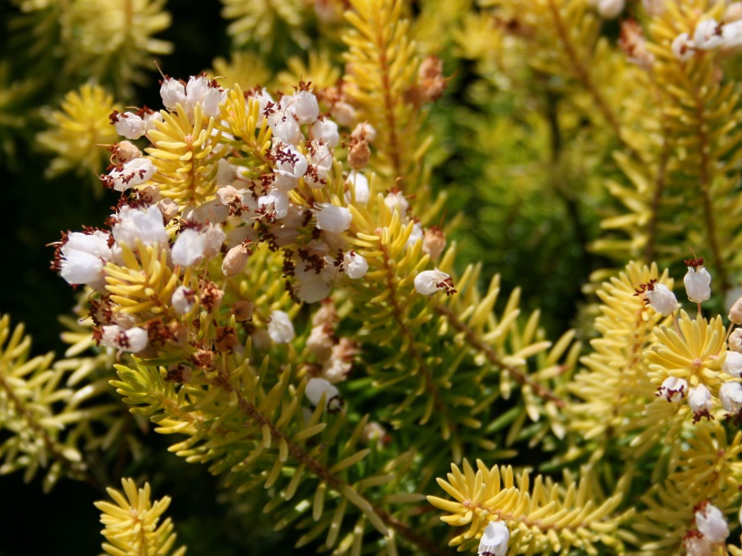 Cornwall-Heide 'Valerie Proudley' - Erica vagans 'Valerie Proudley'