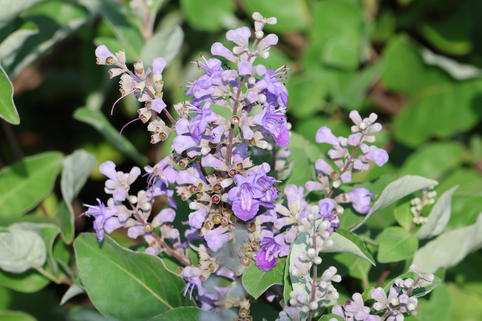Mönchspfeffer 'Chicagoland Blues' - Vitex agnus-castus 'Chicagoland Blues'