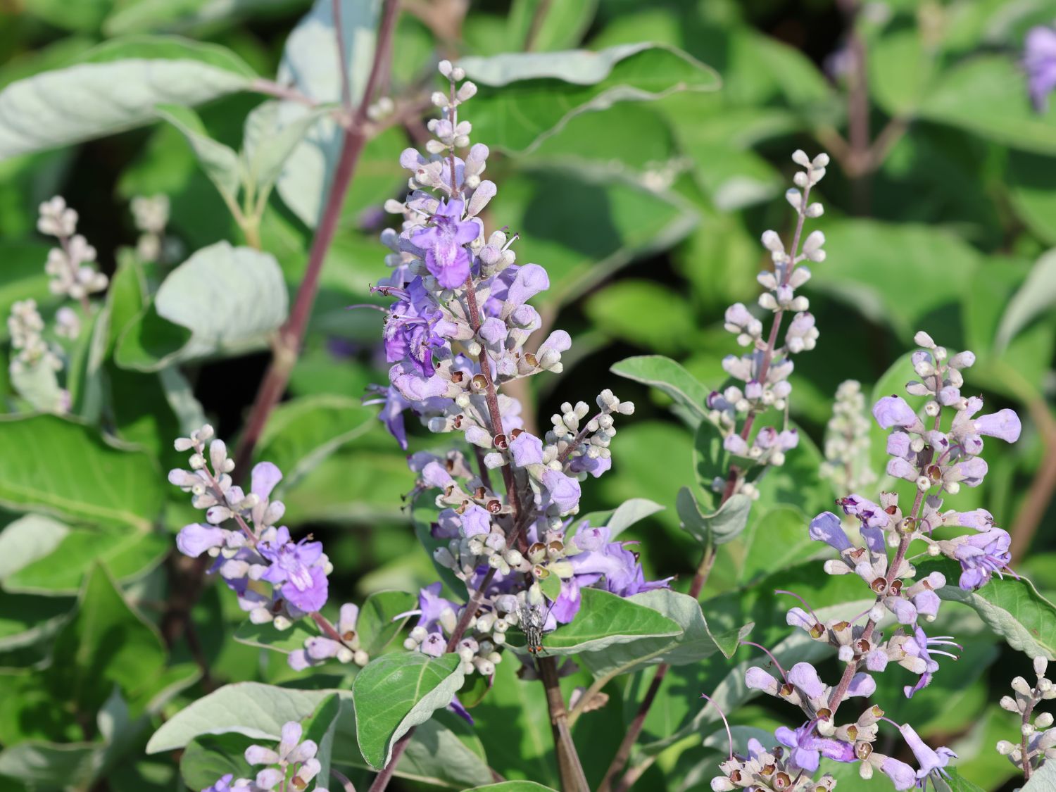 Mönchspfeffer 'Chicagoland Blues' - Vitex agnus-castus 'Chicagoland Blues'