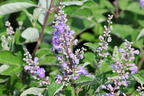 Mönchspfeffer 'Chicagoland Blues' - Vitex agnus-castus 'Chicagoland Blues'