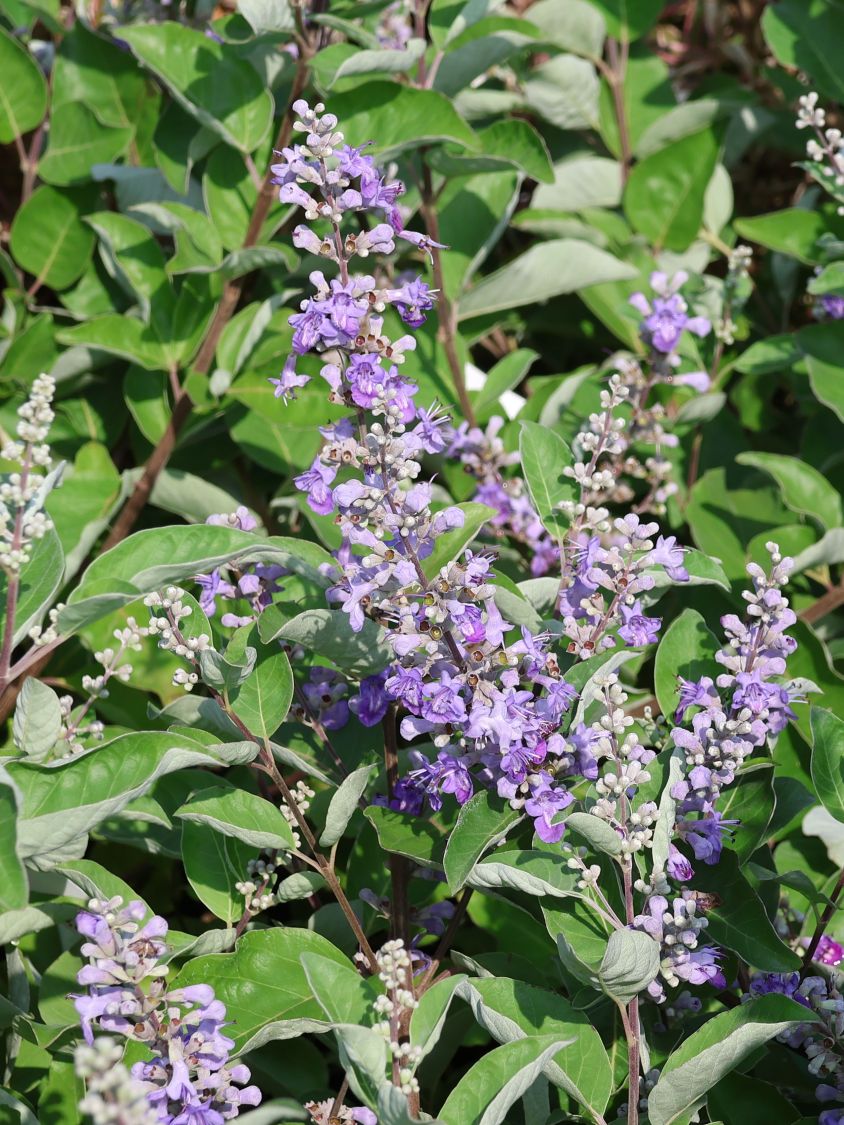 Mönchspfeffer 'Chicagoland Blues' - Vitex agnus-castus 'Chicagoland Blues'