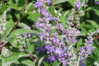 Mönchspfeffer 'Chicagoland Blues' - Vitex agnus-castus 'Chicagoland Blues'