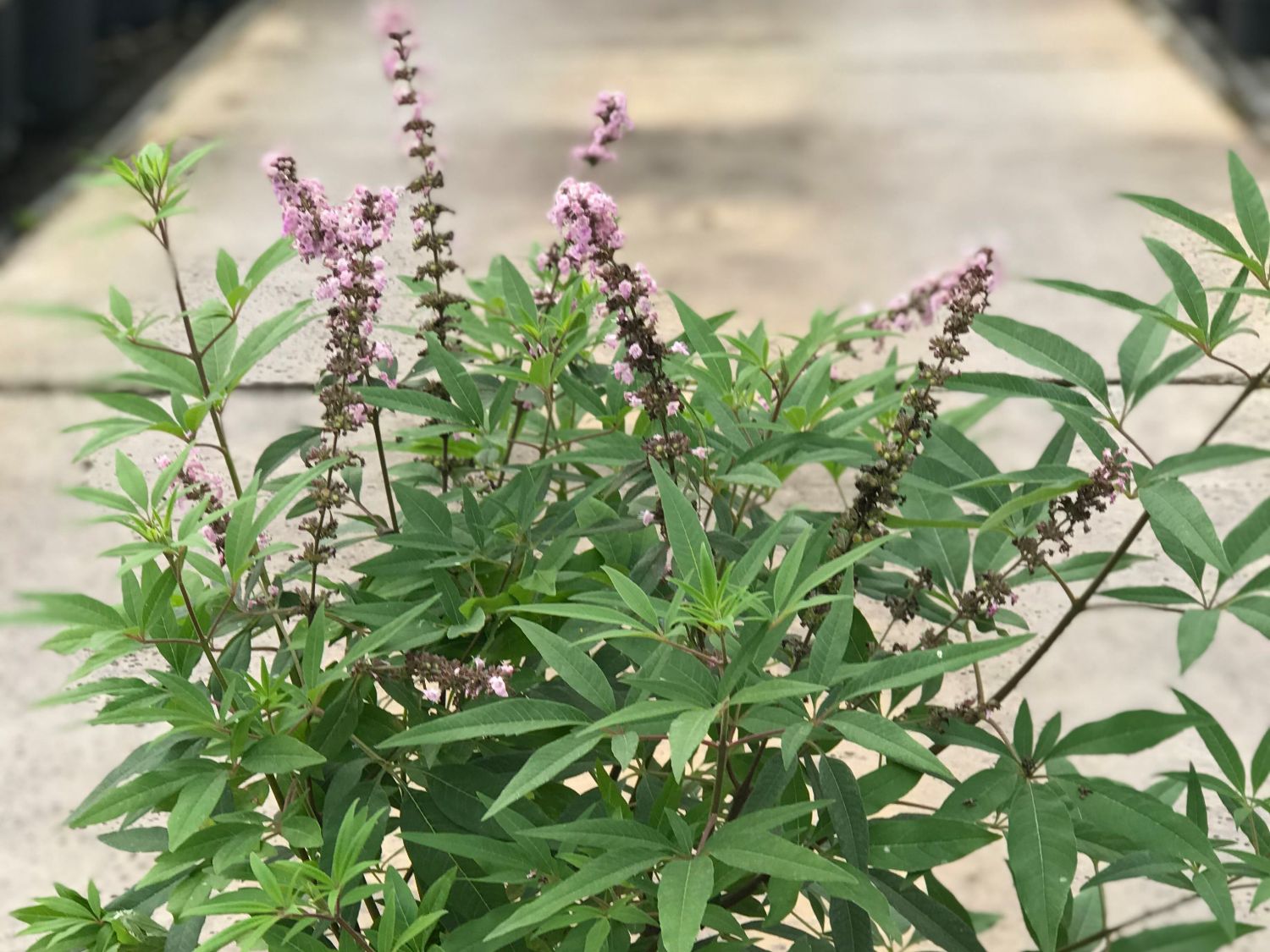 Mönchspfeffer 'Galactic Pink'