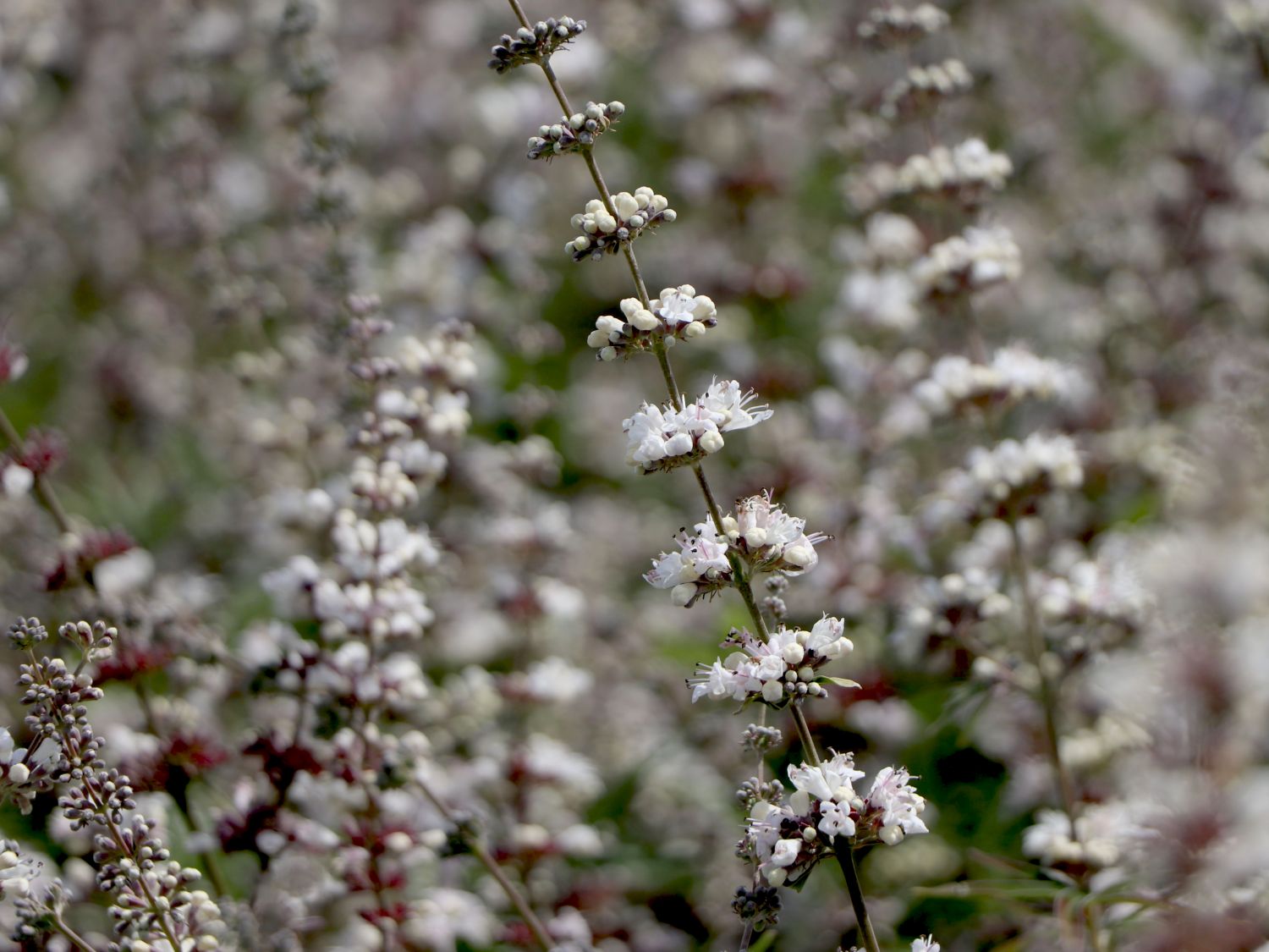 Mönchspfeffer / Keuschbaum 'Albus'