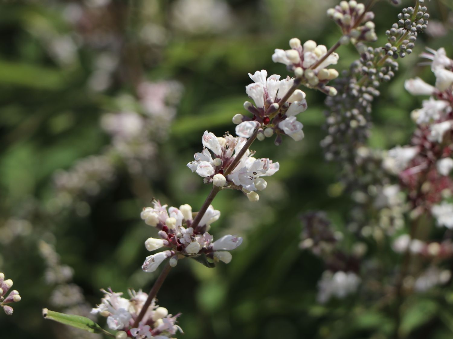 Mönchspfeffer / Keuschbaum 'Albus' - Vitex agnus-castus var. latifolia alba 'Albus'