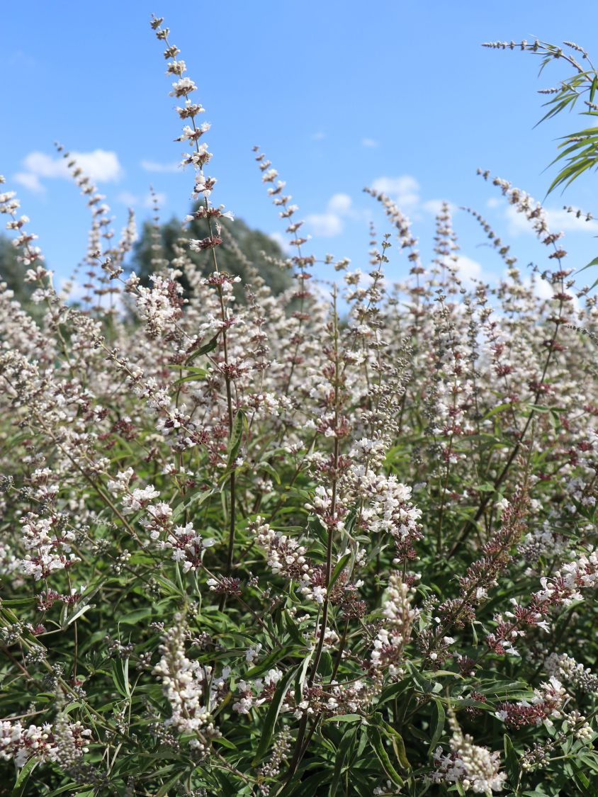 Mönchspfeffer / Keuschbaum 'Albus' - Vitex agnus-castus var. latifolia alba 'Albus'