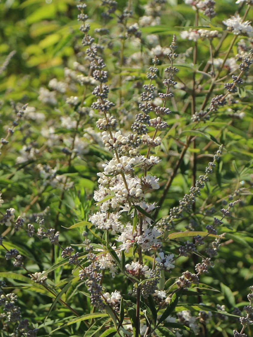 Mönchspfeffer / Keuschbaum 'Albus' - Vitex agnus-castus var. latifolia alba 'Albus'