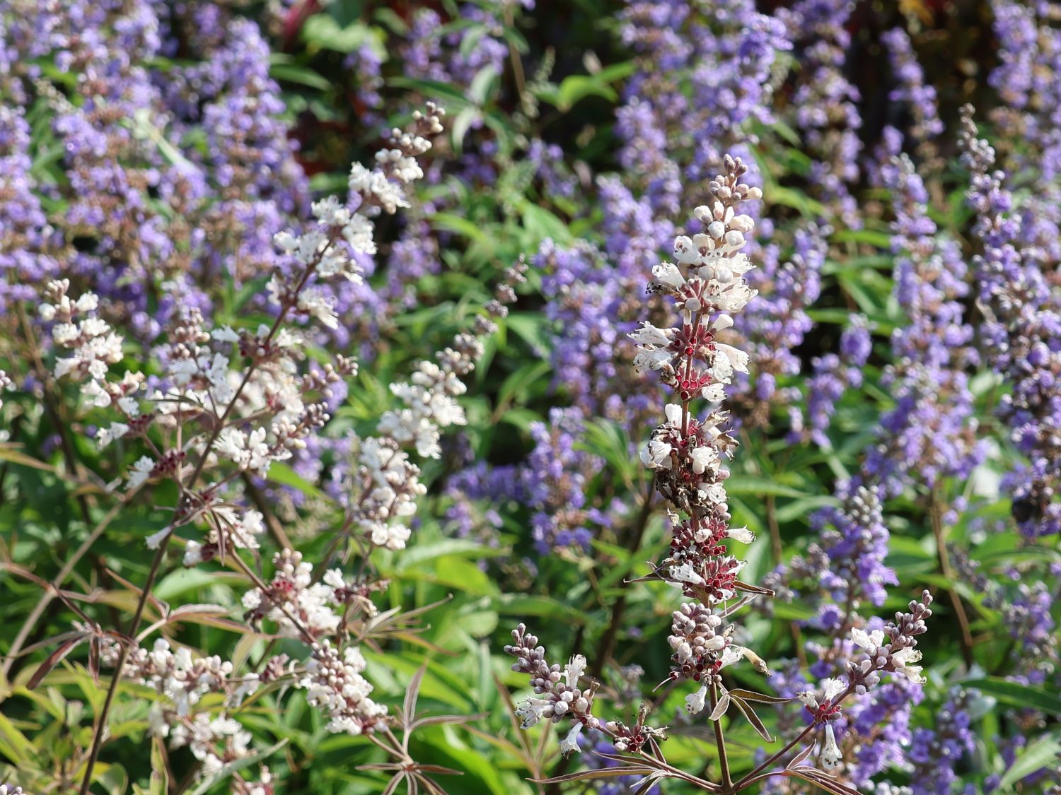 Mönchspfeffer / Keuschbaum 'Albus' - Vitex agnus-castus var. latifolia alba 'Albus'