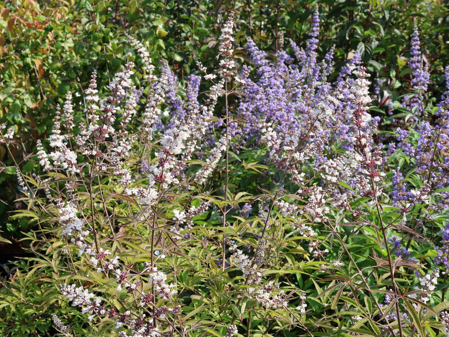 Mönchspfeffer / Keuschbaum 'Albus' - Vitex agnus-castus var. latifolia alba 'Albus'