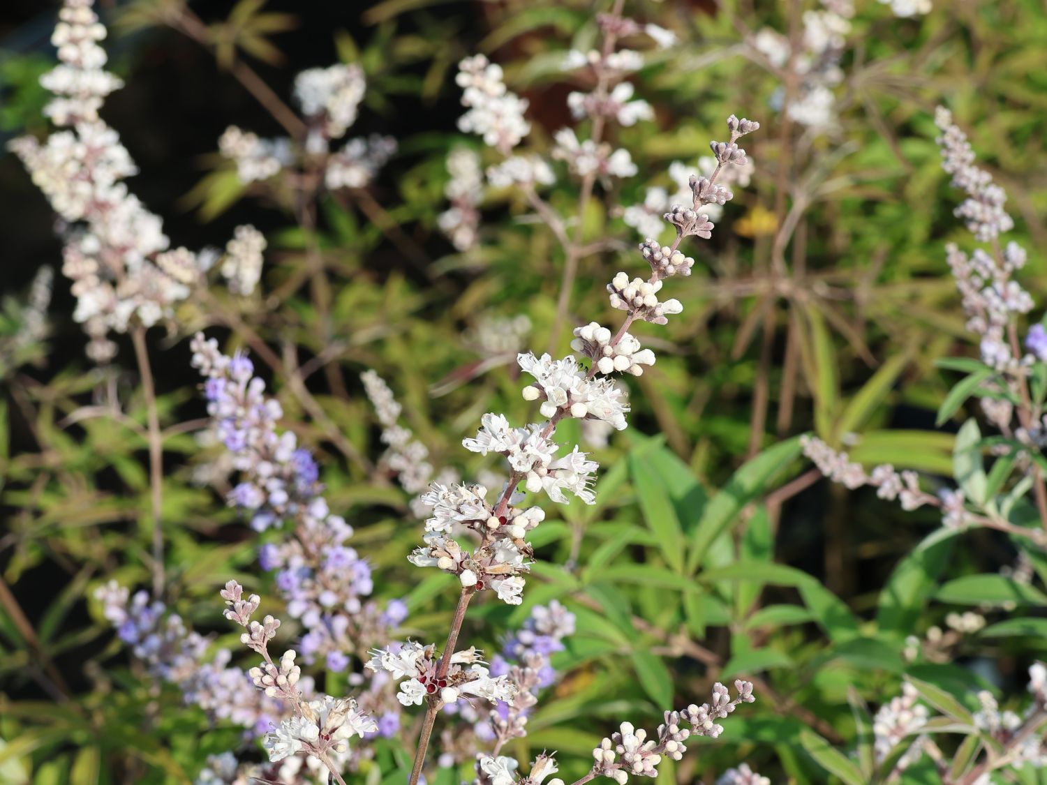 Mönchspfeffer / Keuschbaum 'Albus' - Vitex agnus-castus var. latifolia alba 'Albus'