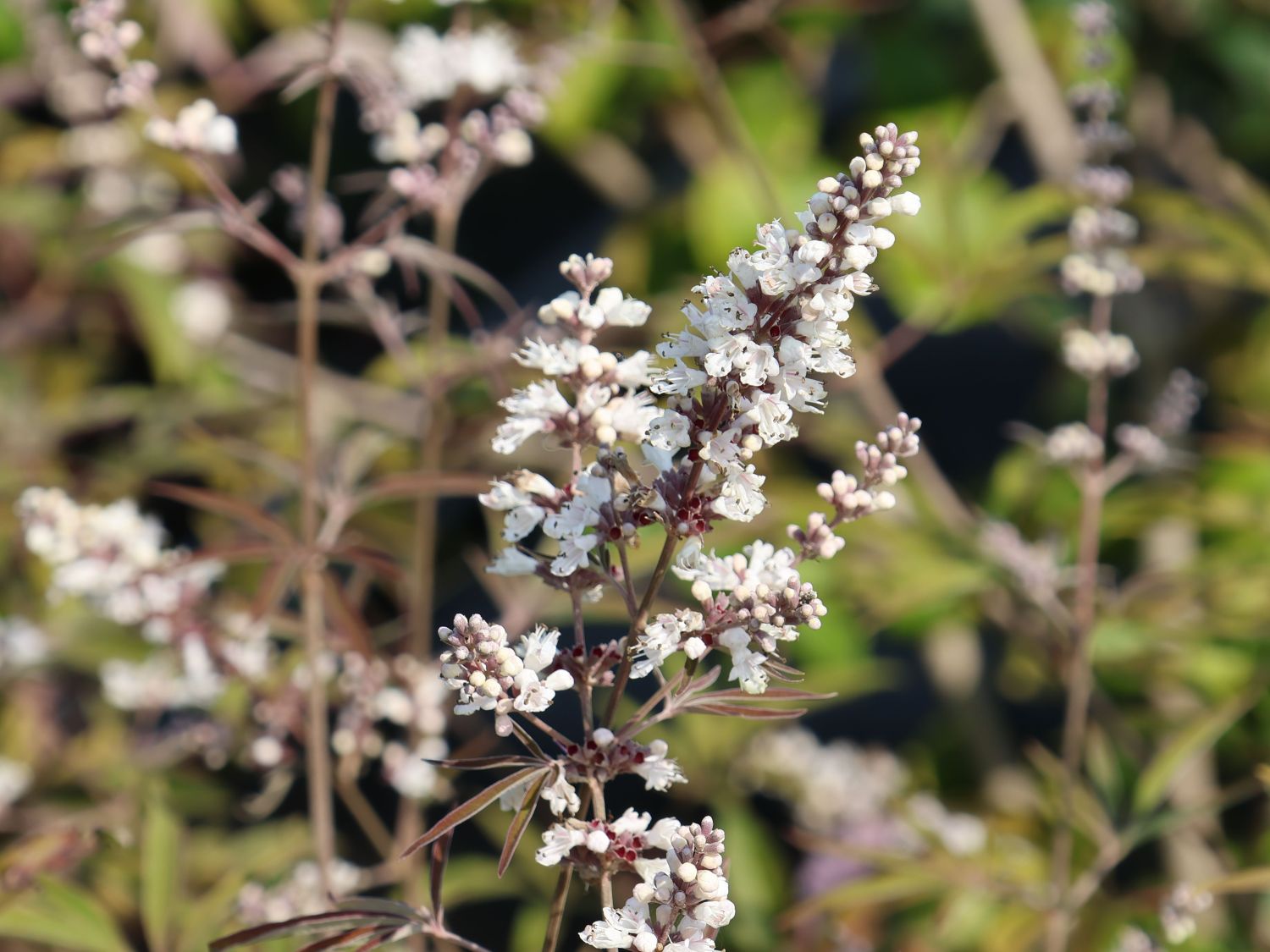 Mönchspfeffer / Keuschbaum 'Albus' - Vitex agnus-castus var. latifolia alba 'Albus'