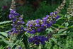Mönchspfeffer / Keuschbaum First Editions ® 'Delta Blues' - Vitex agnus-castus First Editions ® 'Delta Blues'