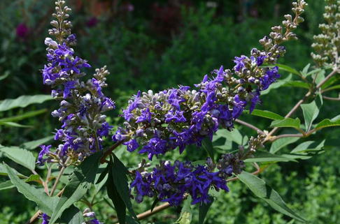 Mönchspfeffer / Keuschbaum First Editions ® 'Delta Blues' - Vitex agnus-castus First Editions ® 'Delta Blues'