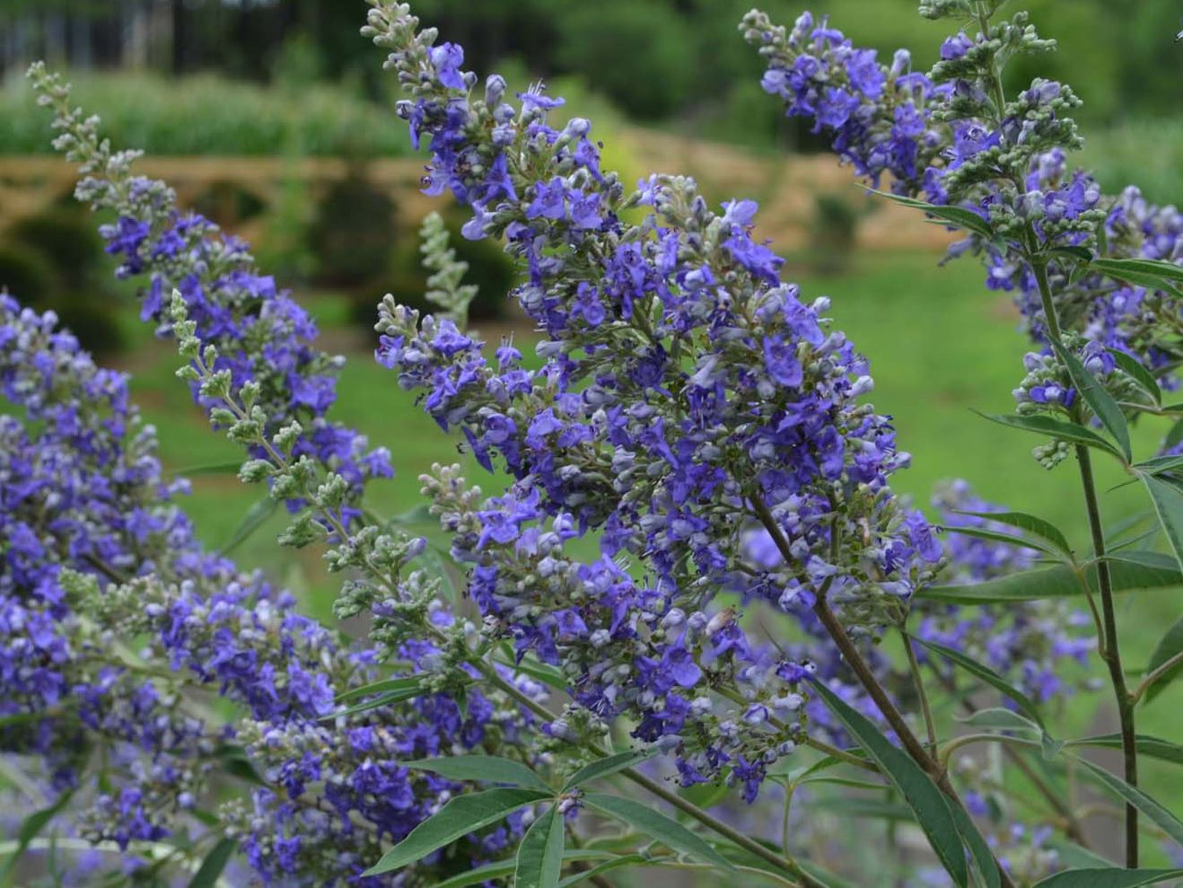 Mönchspfeffer / Keuschbaum First Editions ® 'Delta Blues' - Vitex agnus-castus First Editions ® 'Delta Blues'