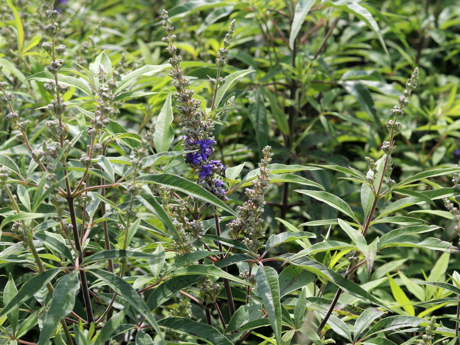 Mönchspfeffer / Keuschbaum First Editions ® 'Delta Blues' - Vitex agnus-castus First Editions ® 'Delta Blues'