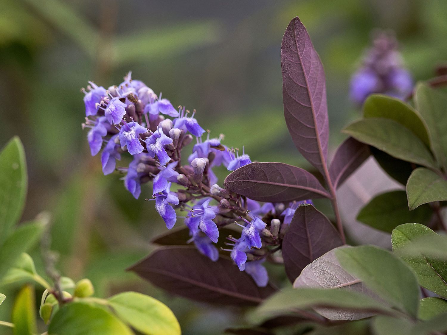 Mönchspfeffer / Keuschbaum First Editions ® 'Flip Side'