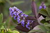 Mönchspfeffer / Keuschbaum First Editions ® 'Flip Side' - Vitex agnus-castus First Editions ® 'Flip Side'