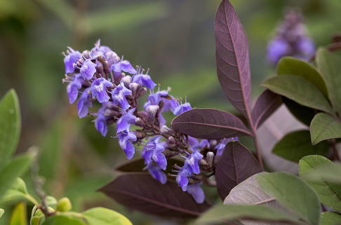 Mönchspfeffer / Keuschbaum First Editions ® 'Flip Side' - Vitex agnus-castus First Editions ® 'Flip Side'
