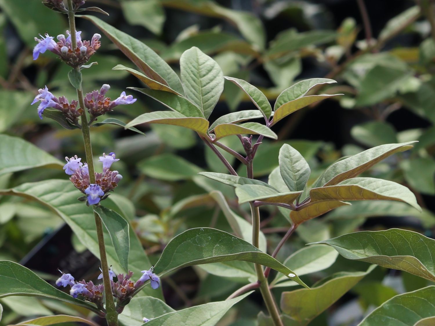 Mönchspfeffer / Keuschbaum First Editions ® 'Flip Side' - Vitex agnus-castus First Editions ® 'Flip Side'