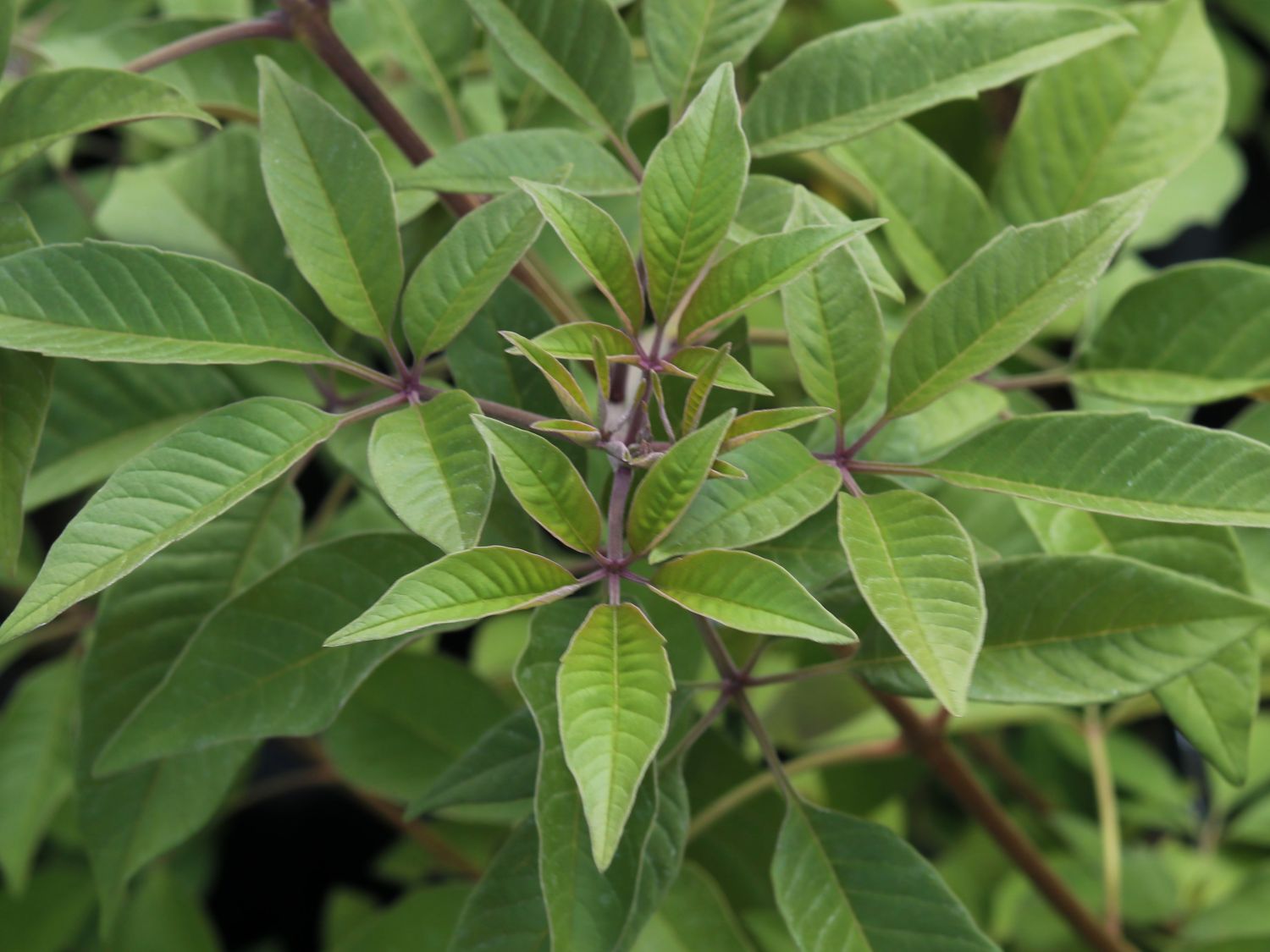 Mönchspfeffer / Keuschbaum First Editions ® 'Flip Side' - Vitex agnus-castus First Editions ® 'Flip Side'