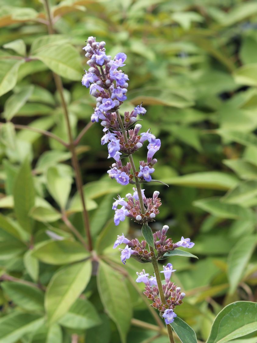 Mönchspfeffer / Keuschbaum First Editions ® 'Flip Side' - Vitex agnus-castus First Editions ® 'Flip Side'