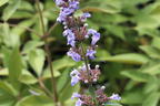 Mönchspfeffer / Keuschbaum First Editions ® 'Flip Side' - Vitex agnus-castus First Editions ® 'Flip Side'