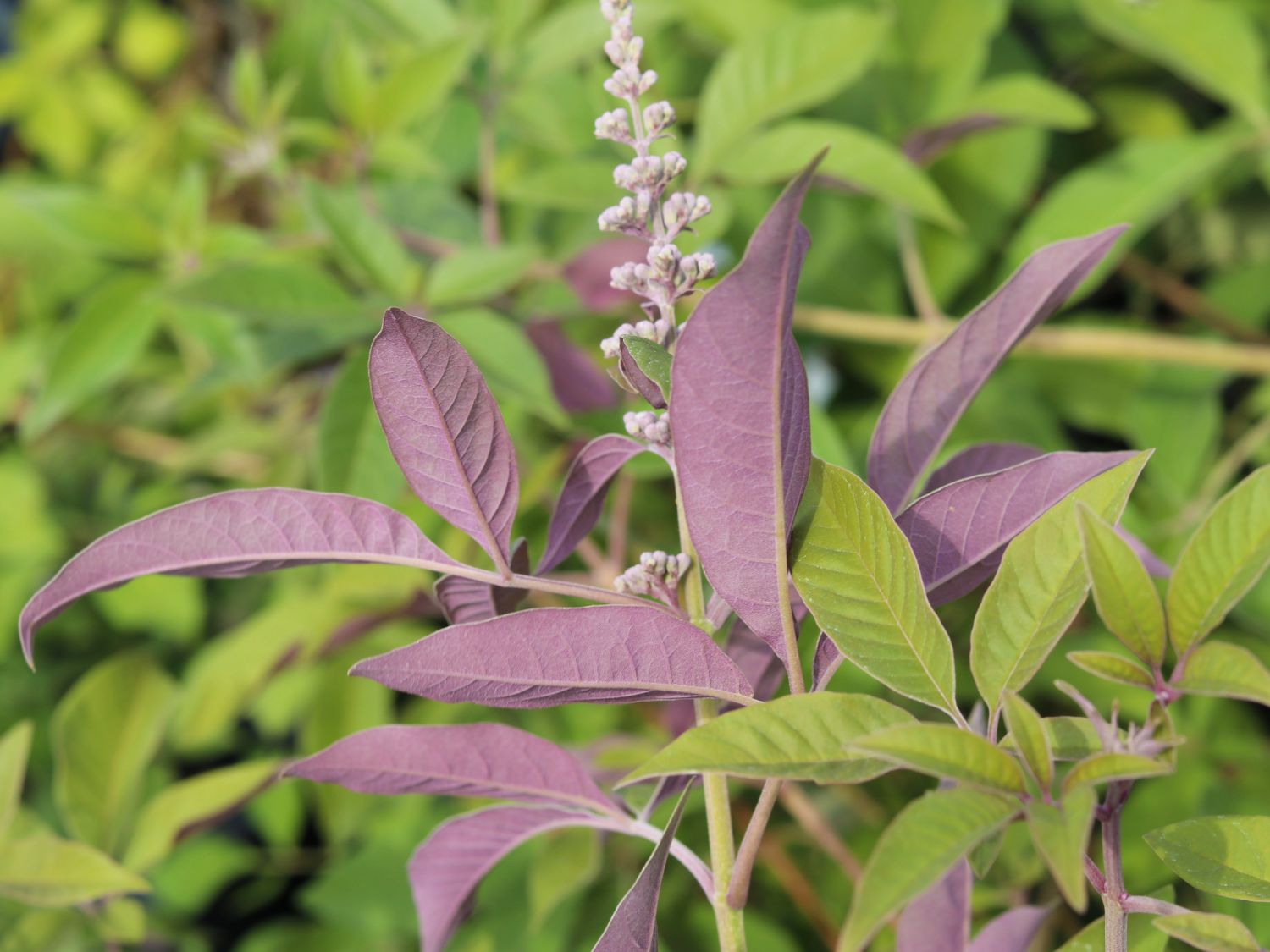 Mönchspfeffer / Keuschbaum First Editions ® 'Flip Side' - Vitex agnus-castus First Editions ® 'Flip Side'