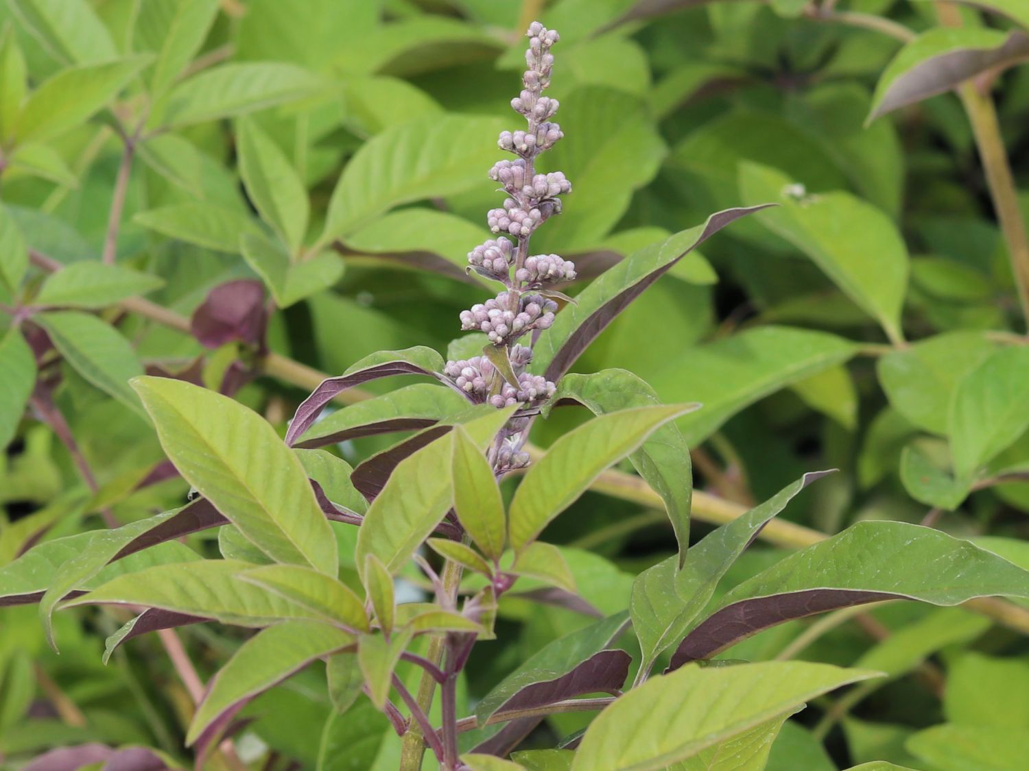 Mönchspfeffer / Keuschbaum First Editions ® 'Flip Side' - Vitex agnus-castus First Editions ® 'Flip Side'