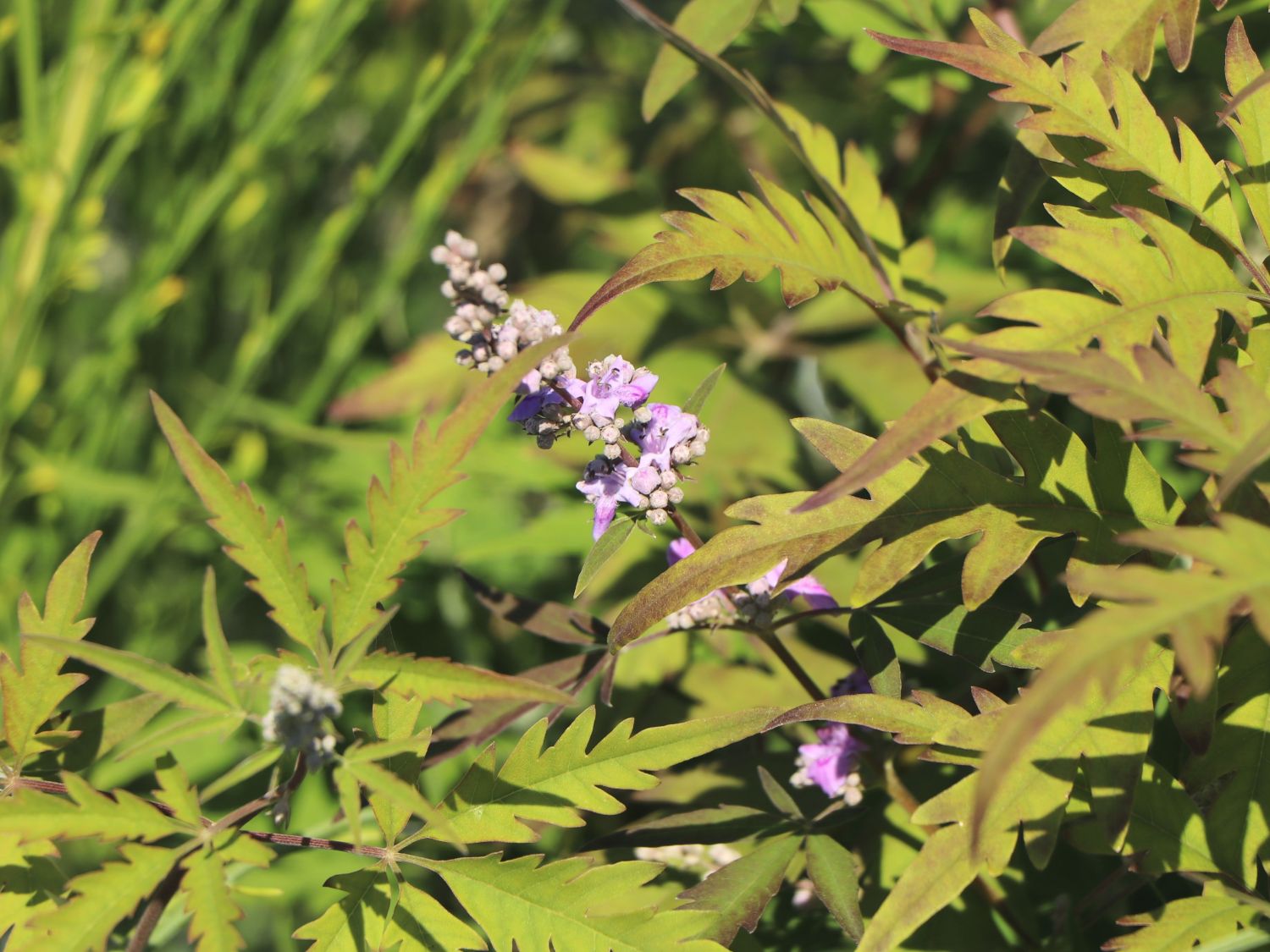 Mönchspfeffer / Keuschbaum 'Laciniata' - Vitex agnus-castus 'Laciniata'