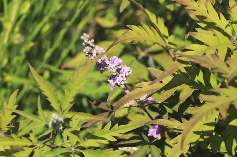 Mönchspfeffer / Keuschbaum 'Laciniata' - Vitex agnus-castus 'Laciniata'
