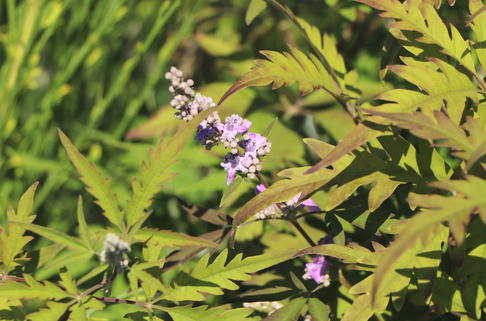 Mönchspfeffer / Keuschbaum 'Laciniata' - Vitex agnus-castus 'Laciniata'