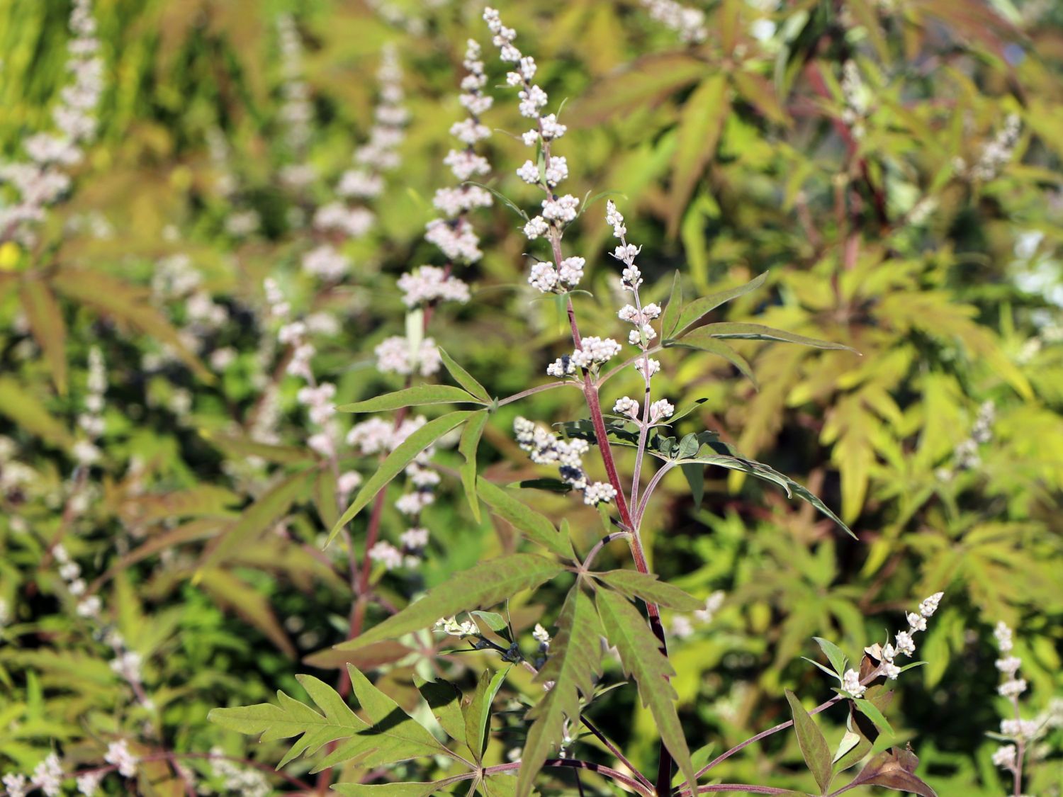 Mönchspfeffer / Keuschbaum 'Laciniata' - Vitex agnus-castus 'Laciniata'