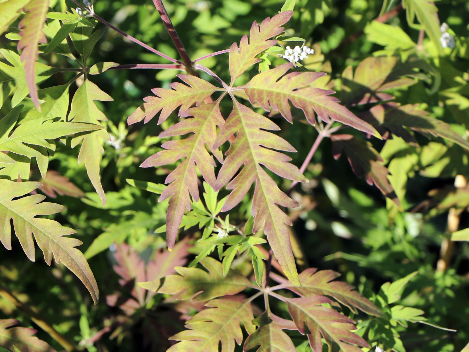 Mönchspfeffer / Keuschbaum 'Laciniata' - Vitex agnus-castus 'Laciniata'